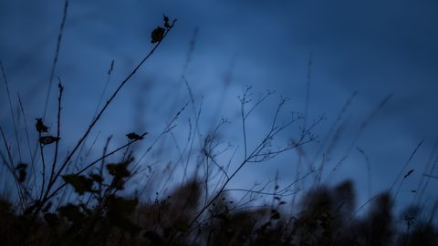 wallhaven-p21r23-nature.jpg