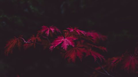 wallhaven-p2w1mj-nature.jpg
