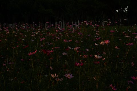 wallhaven-w5d3wp.jpg