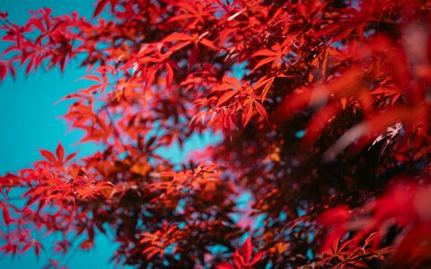 wallhaven-zpx8lg-nature.jpg