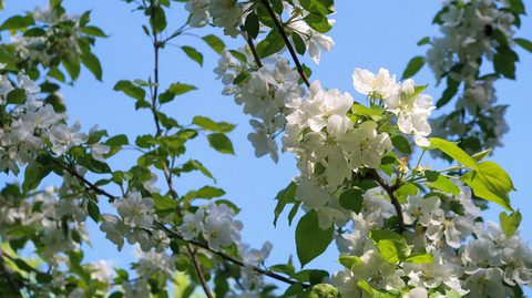 wpd4-nature.jpg