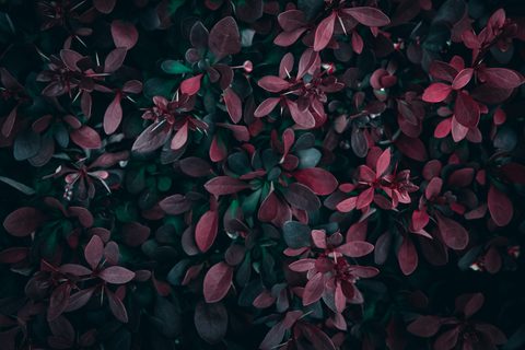 wyxina-tresse-5gC6rjfuQ8w-unsplash-nature.jpg