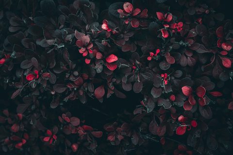 wyxina-tresse-9bt-Vkjf2FE-unsplash-nature.jpg