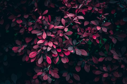 wyxina-tresse-J9M7Q94qcgM-unsplash-nature.jpg