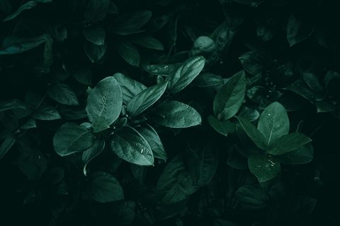 wyxina-tresse-LBY3z4pQb90-unsplash-nature.jpg