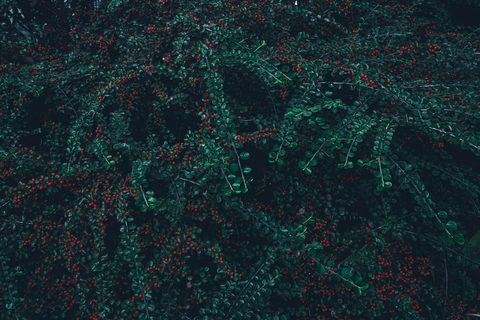 wyxina-tresse-p-6_uiKch2U-unsplash-nature.jpg