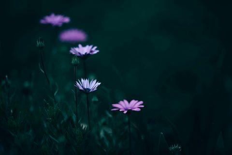 yarenci-hdz-JZddldr8osc-unsplash-nature.jpg