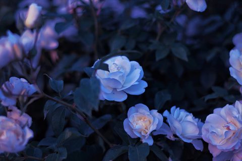 yousef-espanioly-0iOOw41DZ28-unsplash-nature.jpg